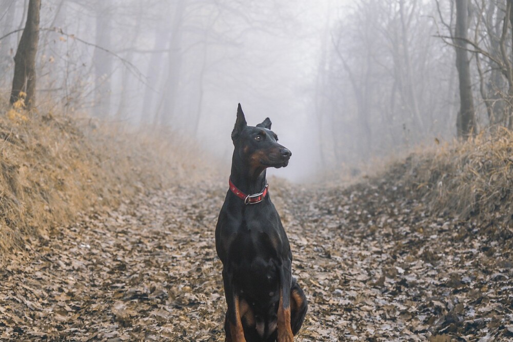Dobermann im Wald
