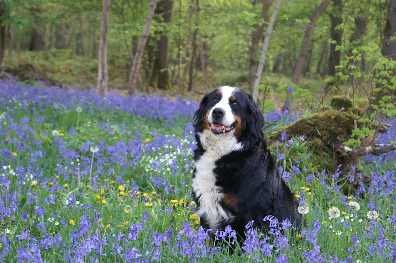Forestdogs_Berner Sennenhund